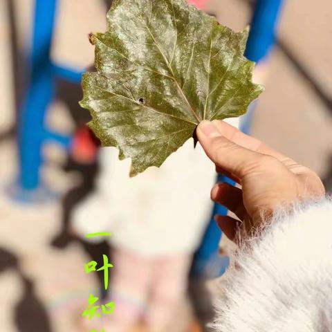 落叶知秋！😜😜😜