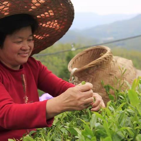 清源山茶园采风