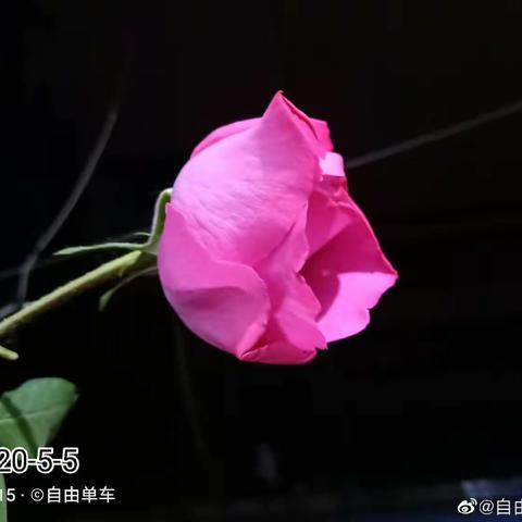 五月花开