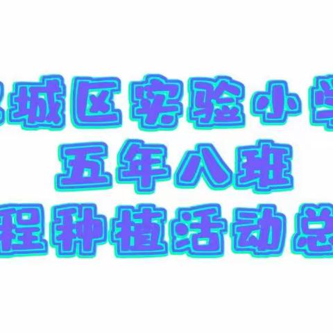 播种希望 收获快乐 双城区实验小学五年八班远程种植实验活动总结