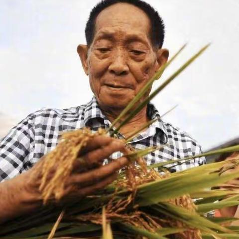 缅怀，国之脊梁——袁隆平（兰考县红庙镇邮电希望小学在行动）