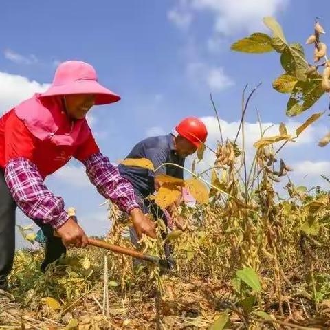 那年秋收