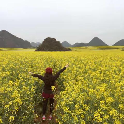 油菜花儿开 油菜花儿香            ---魏丽丝梦游仙境