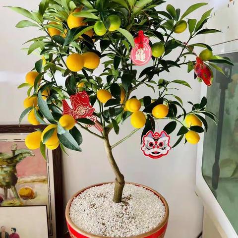 迎新年，寻年味