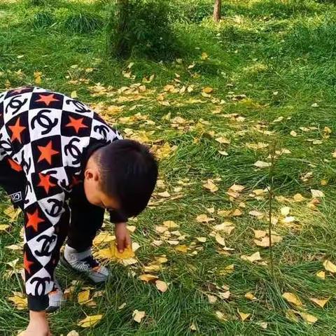 秋的故事  树叶贴画