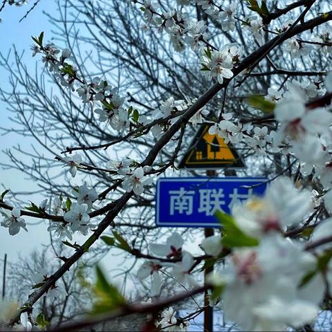 【太贤小学】作风建设提升年之积极预防“倒春寒”，助力苹果满枝头