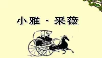 蔷薇说