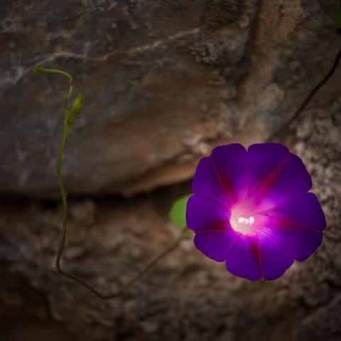 牵牛花