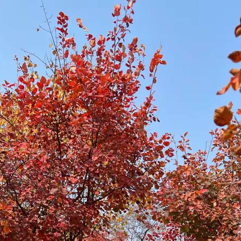 秋意浓·红叶醉秋色～坡峰岭