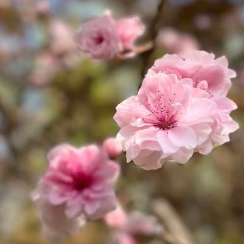 春三月· 海棠花溪 · 随手拍