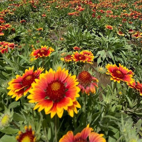 2023年6月10日，“🐑” 后记实……