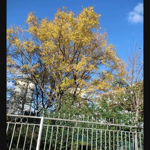 “秋天的快乐”——文化路幼小衔接四班