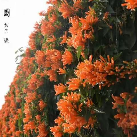 《爆竹花开迎春到！》武艺摄影