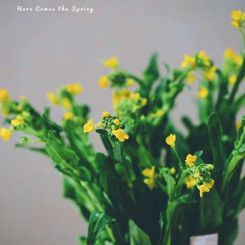 张湖顶小学五年级我陪妈妈过节日