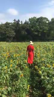 向光村里的向日葵🌻