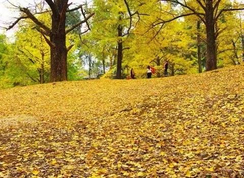 从来银杏不负秋