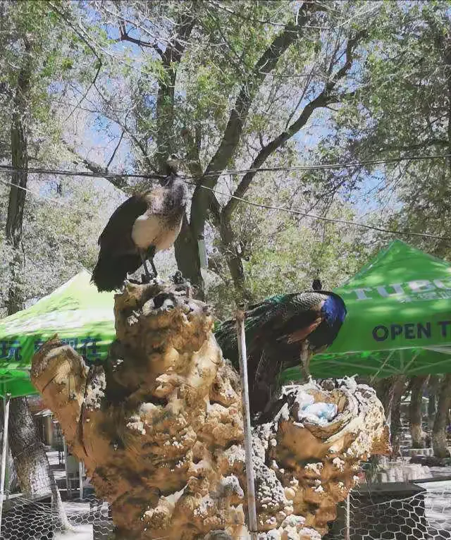 走进燕景神木源