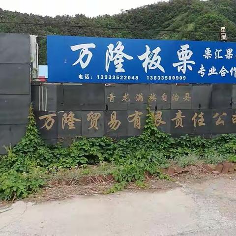 青龙万隆板栗