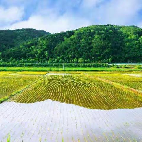 碧落霞天烟景川    鸳鸯戏水稻田间