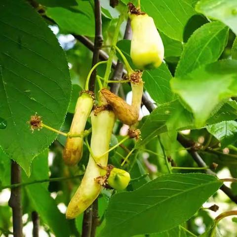 稠  李  树  上  奇  怪  的 “果  实” 是    虫  瘿