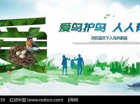 爱护鸟类倡议书