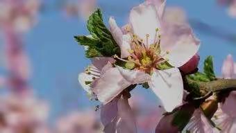 疫去春来，温暖前行——城西实验学校居家学习（数学篇）（副本）