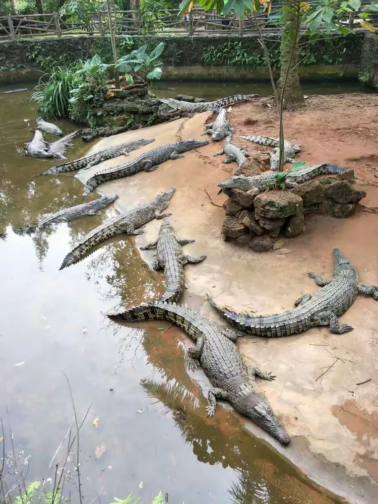 鳄鱼懒洋洋的爬在水里…………不敢想象如果人掉下去，它们还会这样懒洋洋的吗？