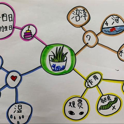 菖蒲的生长日记