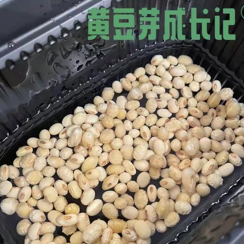 黄豆芽生长记🌱——河东小学四年级四班观察日记