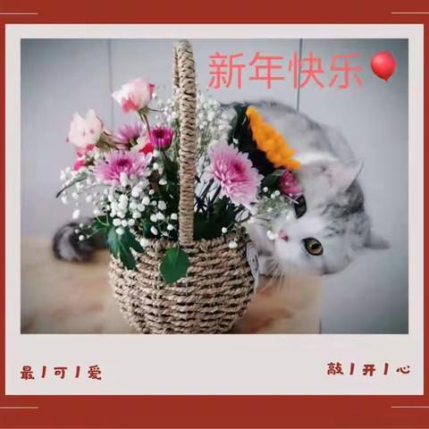 胖胖的乐琦--我家旺猫