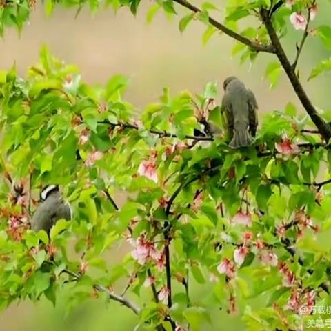 《万载县白良镇袁氏宗族家谱发放典礼》2023.04.02