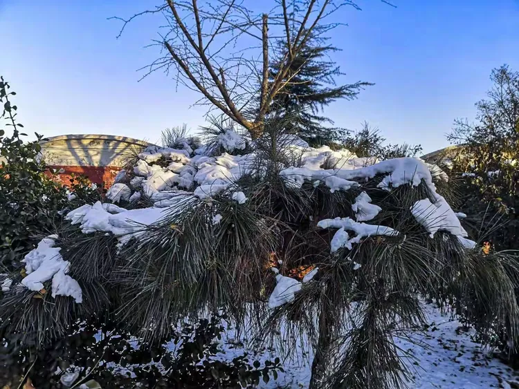 雪染的风采（4）