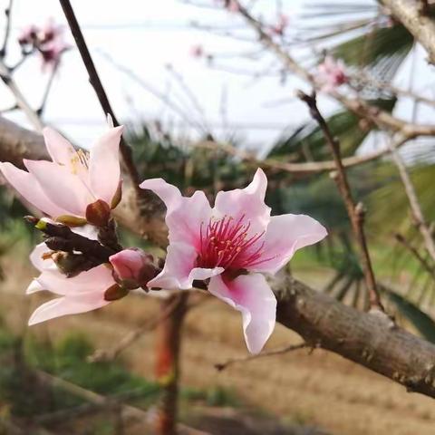 已是四月芳菲尽，师生重逢终有时——赣州市潭东龙井小学线上教学活动纪实（十）