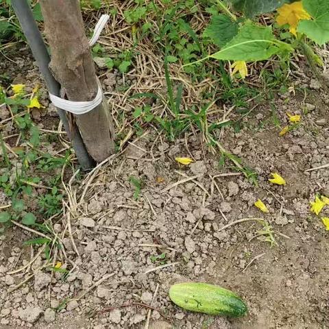 自给自足的乐趣