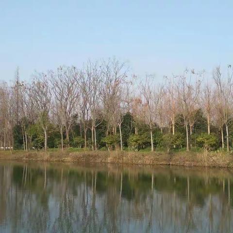 聚隆集团奉贤苗木基地