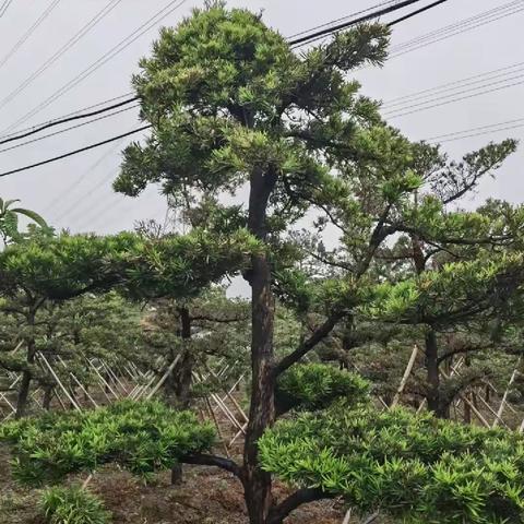 聚隆集团奉城苗木基地