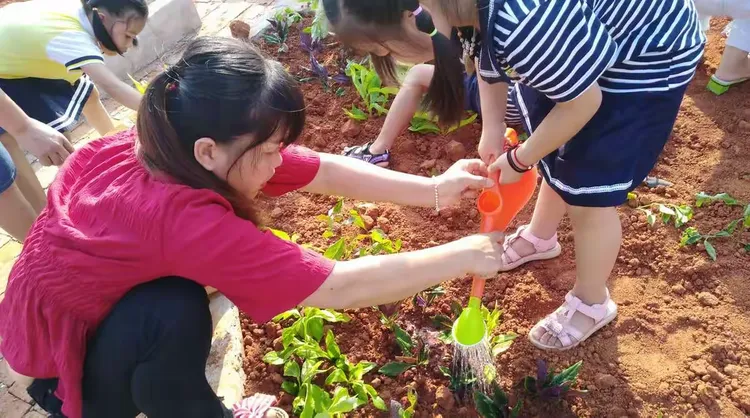 栽松树苗怎么栽成活率高