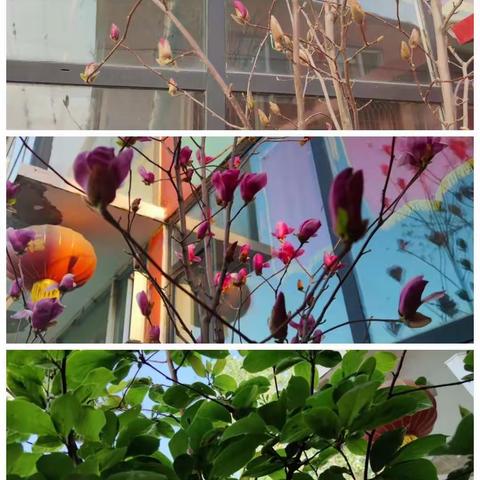 幼儿园的花草 树木 园长 老师 想孩子们啦🌹