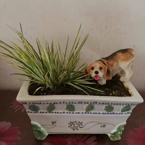 我的盆景和花花草草