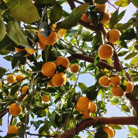 快乐出行，拥抱自然——漕河镇黄厂小学附属幼儿园