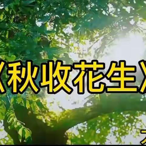 大二班视频号《秋收花生》