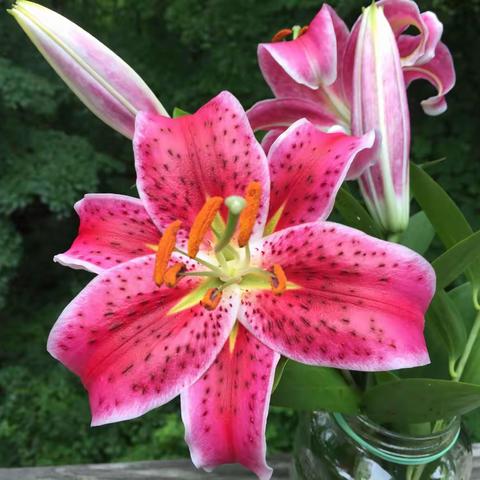 贝楠朗诵视频2016