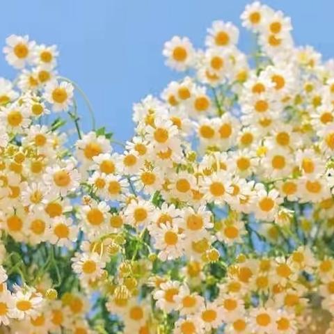 快乐时光———《户外娃娃家》