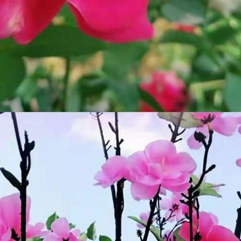 百花香