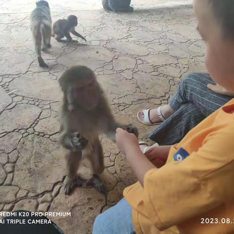2023.8.20巴腊猴山游