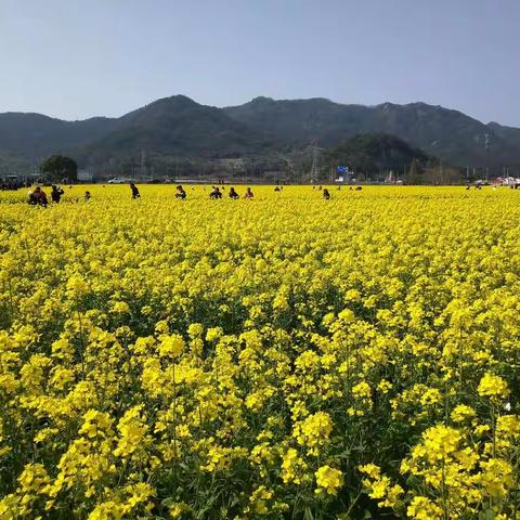 母校前面的那片油菜花