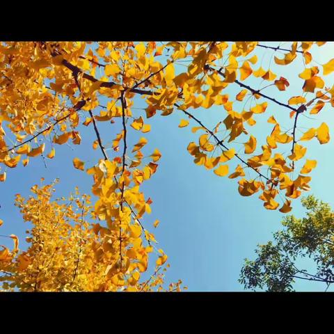 昭苏镇老街社区幼儿园大三班主题活动“我和秋天有个约会”