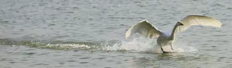 梦境之谜，墓穴水面浮影的蜕变——白壳成鸟的寓意解析