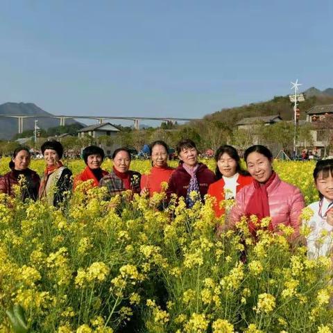 走进油菜花中看太极之美