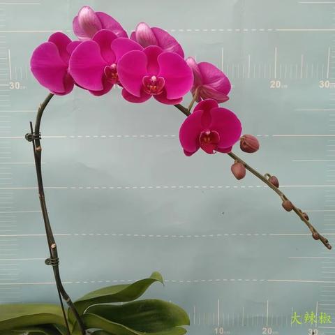 广东大湾区兰园2022年蝴蝶兰种苗春季个规格品种，品鉴！莅临指导！！电话：13426769…